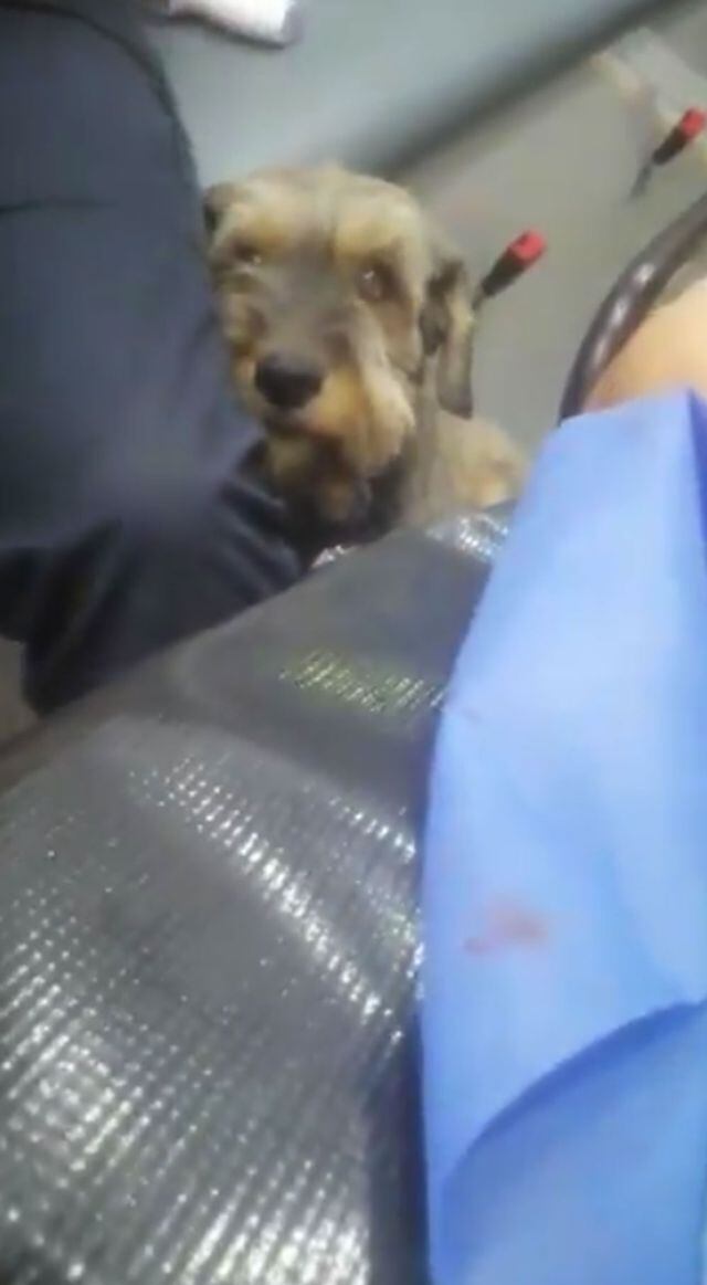 Perrito persigue ambulancia, paramédicos lo suben, iba su amo