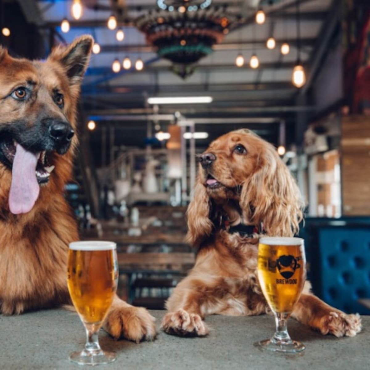 Empresa da una semana de vacaciones pagadas a quienes adopten un perro