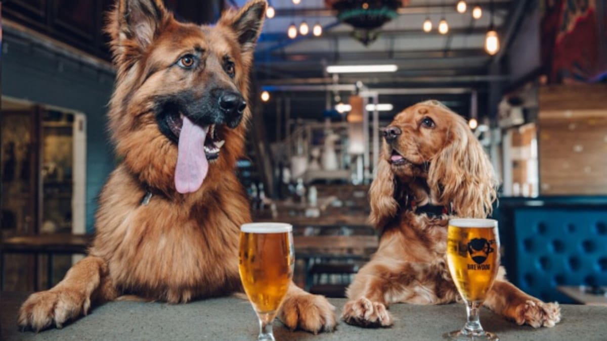 Empresa da una semana de vacaciones pagadas a quienes adopten un perro