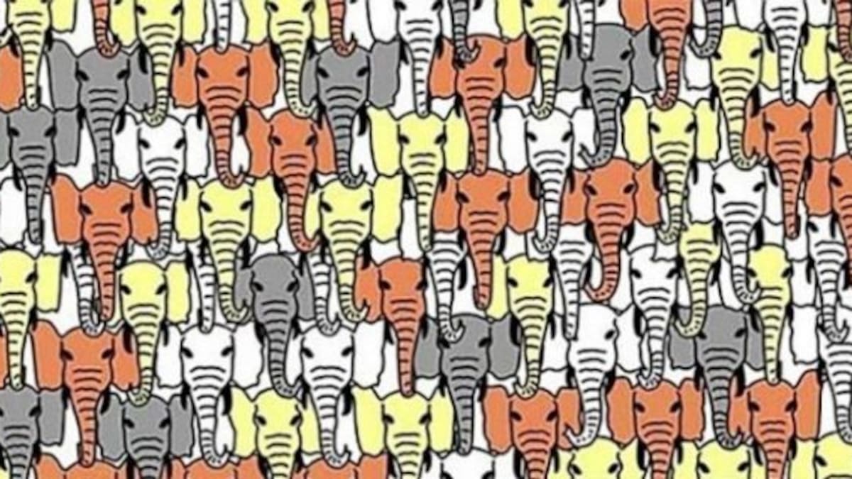 ¿Dónde está el Panda? Nadie puede resolver este difícil desafío