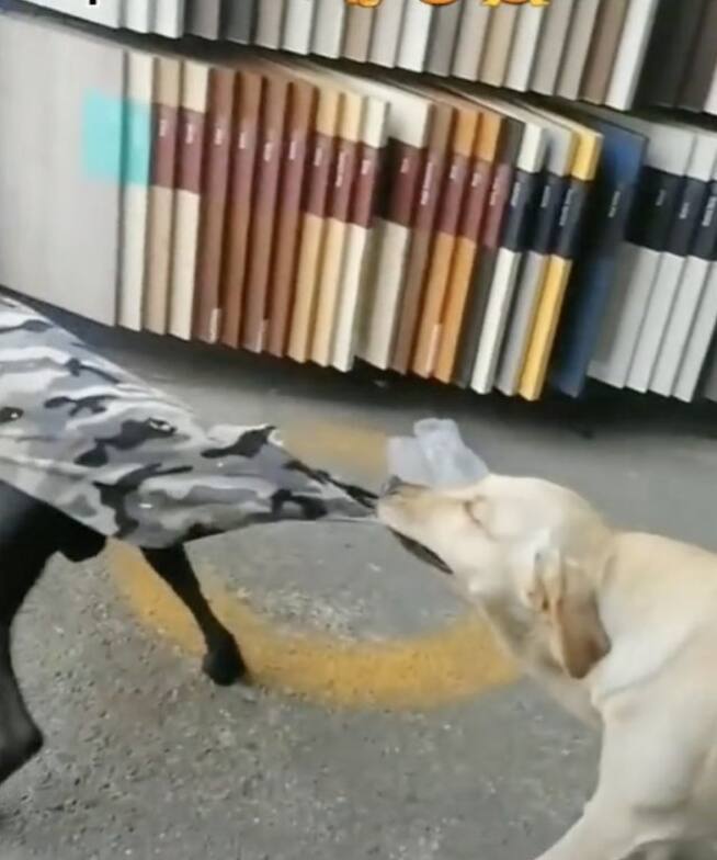 Perrito evita pelea de su amigo perro, se hace viral en TikTok