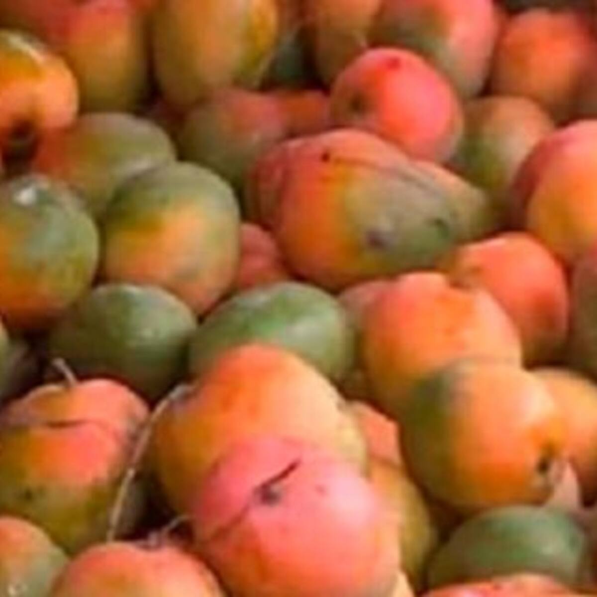 Nuevo desafío viral (muy difícil): ¿Encontraste al loro escondido entre las frutas?