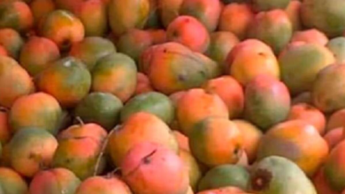 Nuevo desafío viral (muy difícil): ¿Encontraste al loro escondido entre las frutas?