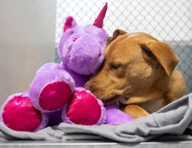 El perrito Sisu robó un unicornio de peluche cinco veces hasta que terminaron comprándoselo