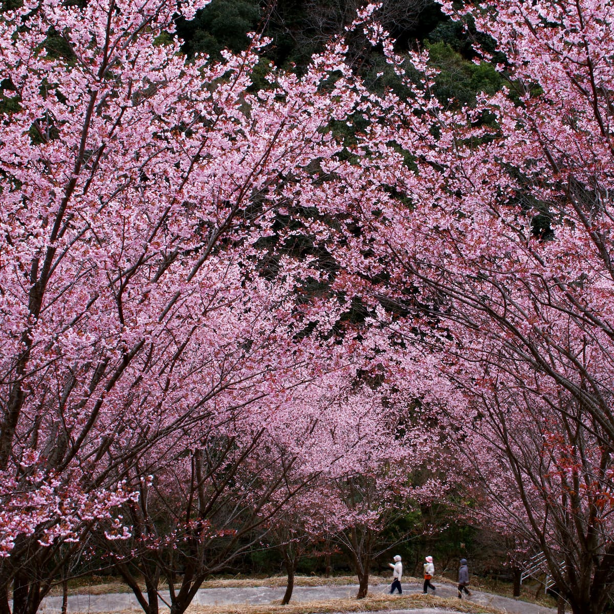 Así llega la primavera 2026: temperaturas, horas de luz y qué esperar del tiempo este año