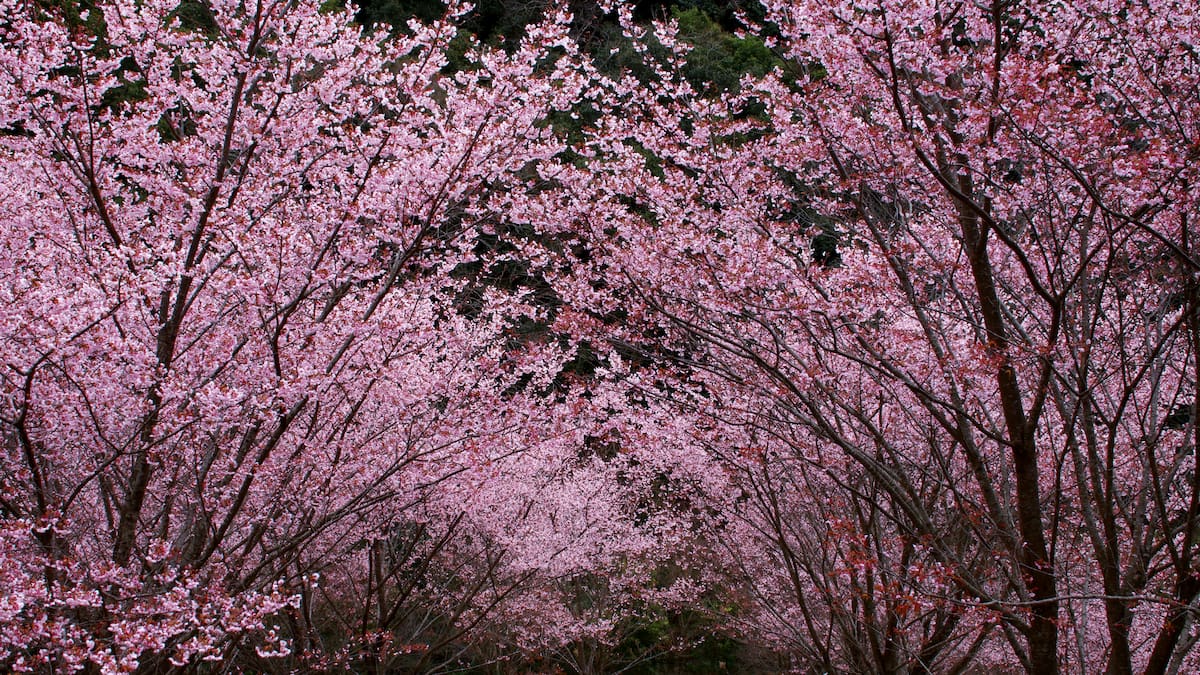 Así llega la primavera 2026: temperaturas, horas de luz y qué esperar del tiempo este año