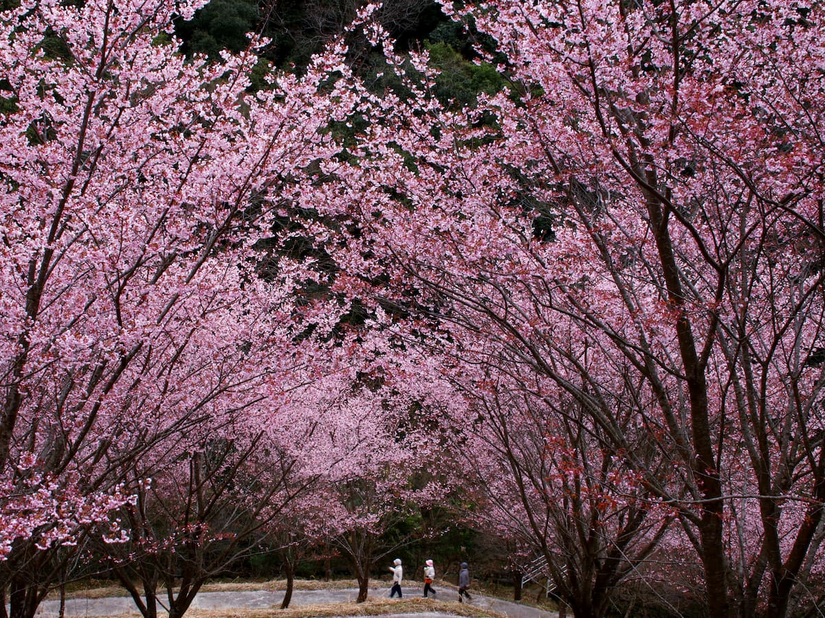 Así llega la primavera 2026: temperaturas, horas de luz y qué esperar del tiempo este año