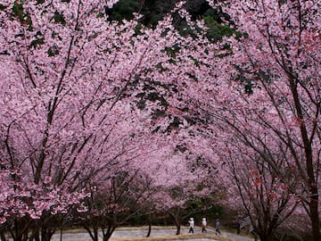 Así llega la primavera 2026: temperaturas, horas de luz y qué esperar del tiempo este año