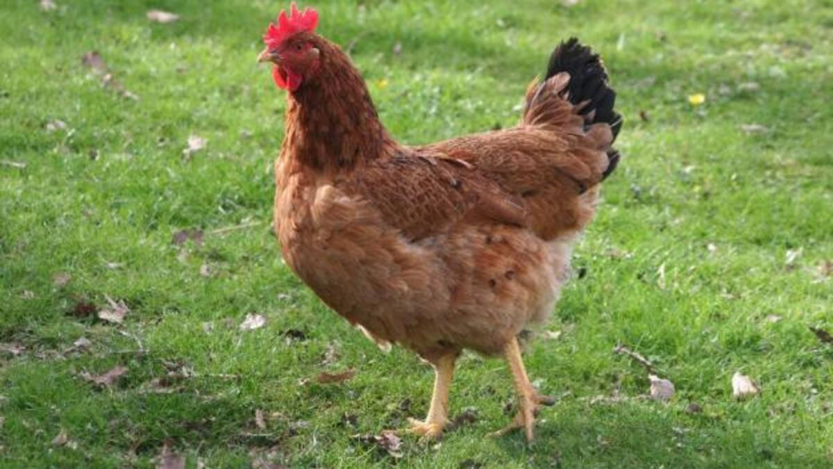 L@s Maxdrugadores/as le dicen a Pepe Duro "Gallina"