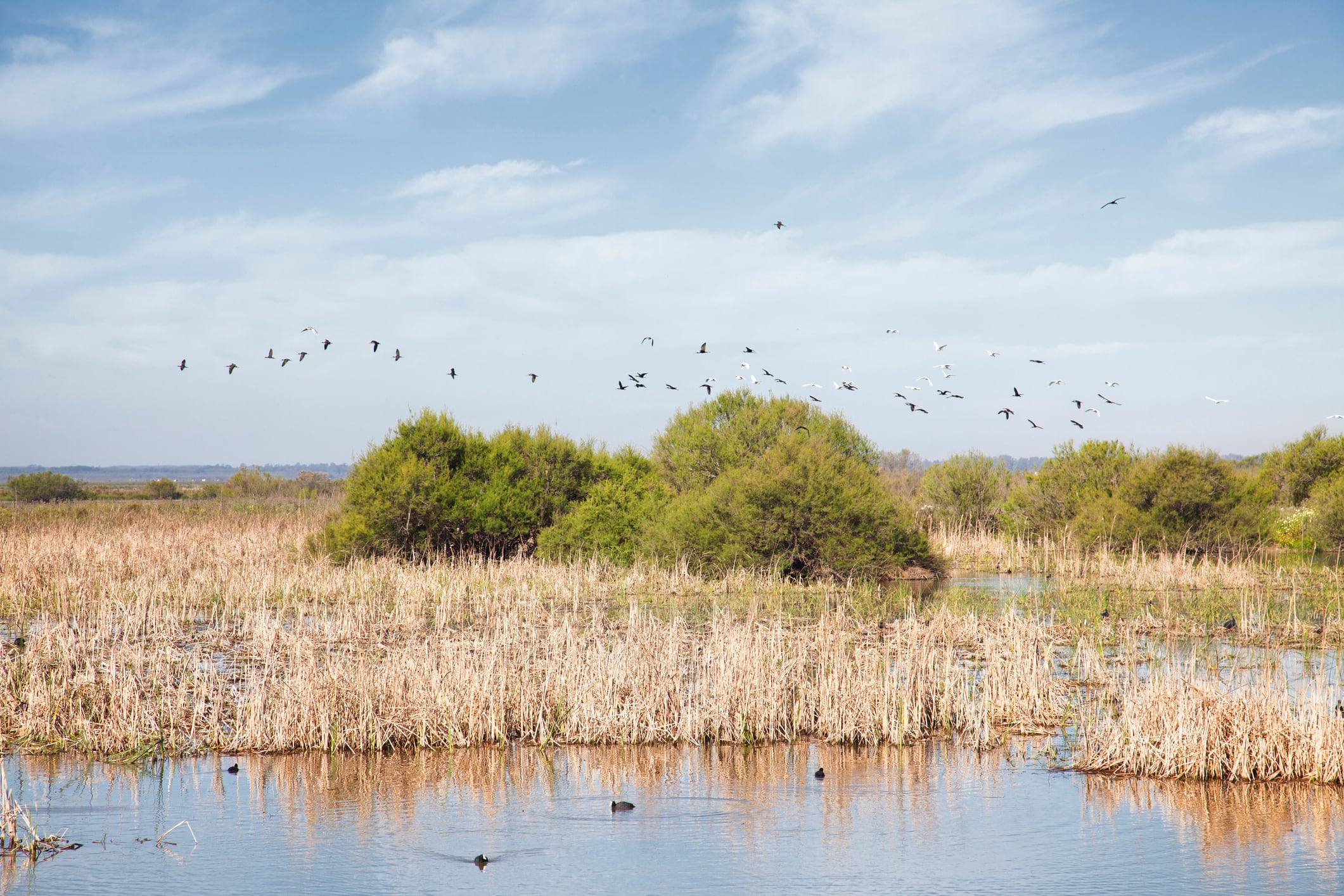 Los casos de gripe aviar en Doñana preocupan a las autoridades.