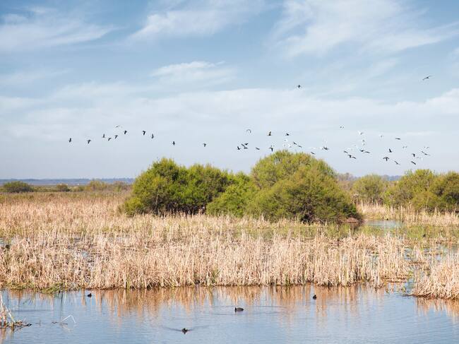 Los casos de gripe aviar en Doñana preocupan a las autoridades.