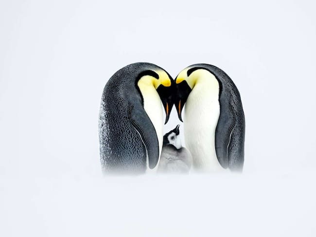 Thomas Vijayan: &#039;Familia de pingüinos emperador&#039; (Antártida, 2022).