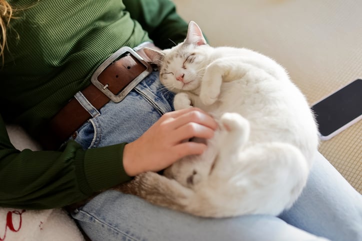 Revelan cuán caprichosos son los gatos a la hora de elegir a sus humanos preferidos