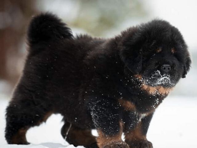 perro resultó ser oso