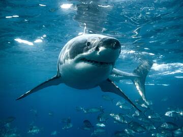 El ataque de un tiburón obliga a cerrar la playa más famosa de Nueva York