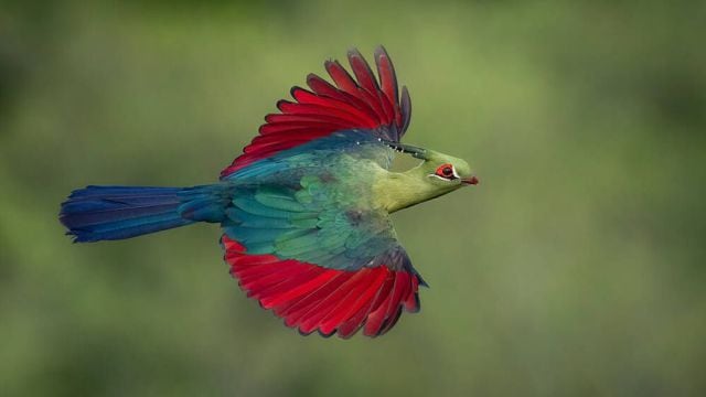 Turaco de Schalow en el Maasai Mara, Kenya.