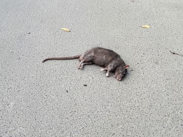 La “batalla de las ratas” de El Puig (Valencia) desata las críticas de los animalistas
