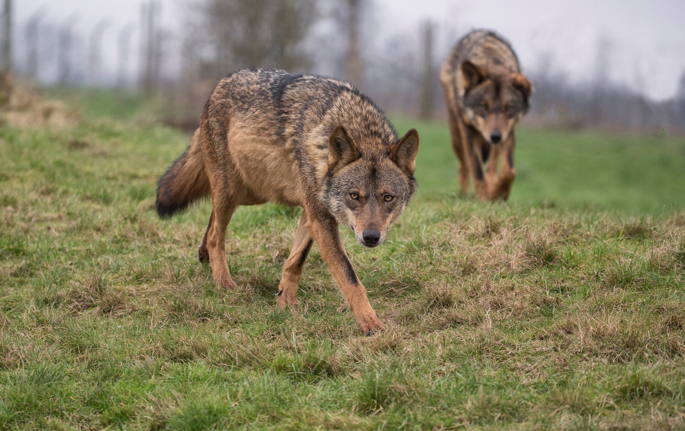 El lobo ibérico enfrenta a cazadores y ecologistas.