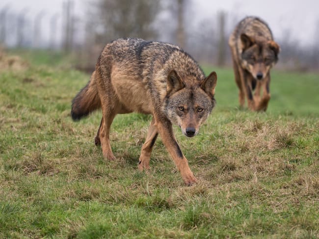 El lobo ibérico enfrenta a cazadores y ecologistas.