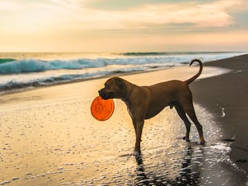 110 playas para perros en España a las que puedes ir este 2023