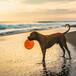 110 playas para perros en España a las que puedes ir este 2023