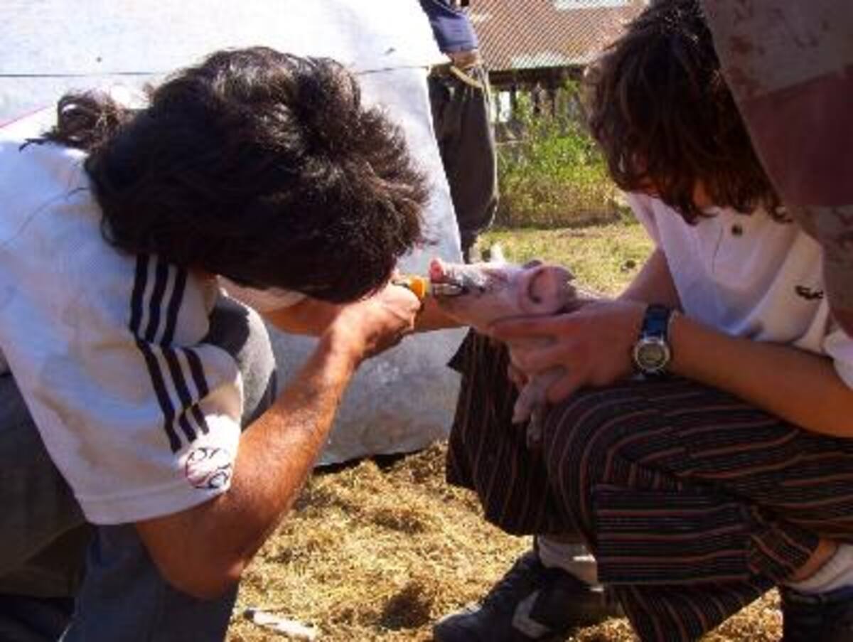 Chicos trabajando con animales