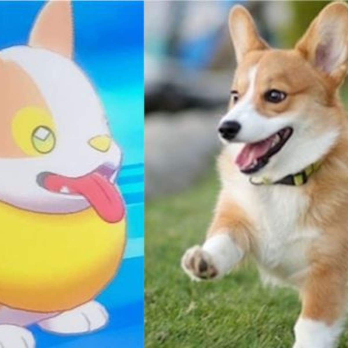 Lanzarán un nuevo Pokémon basado en un perro corgi