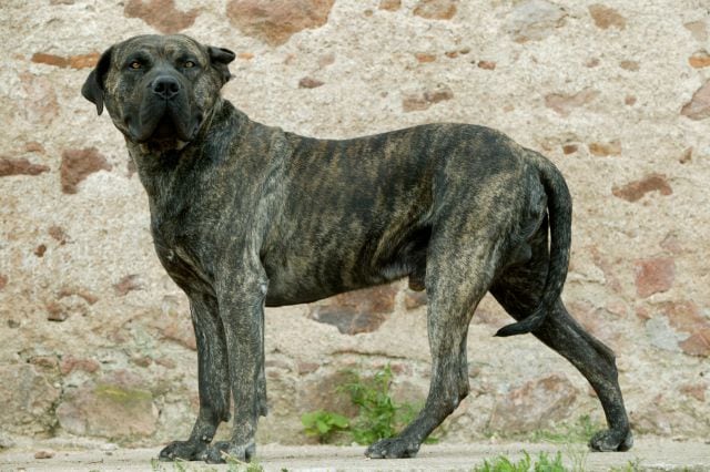 Presa canario.