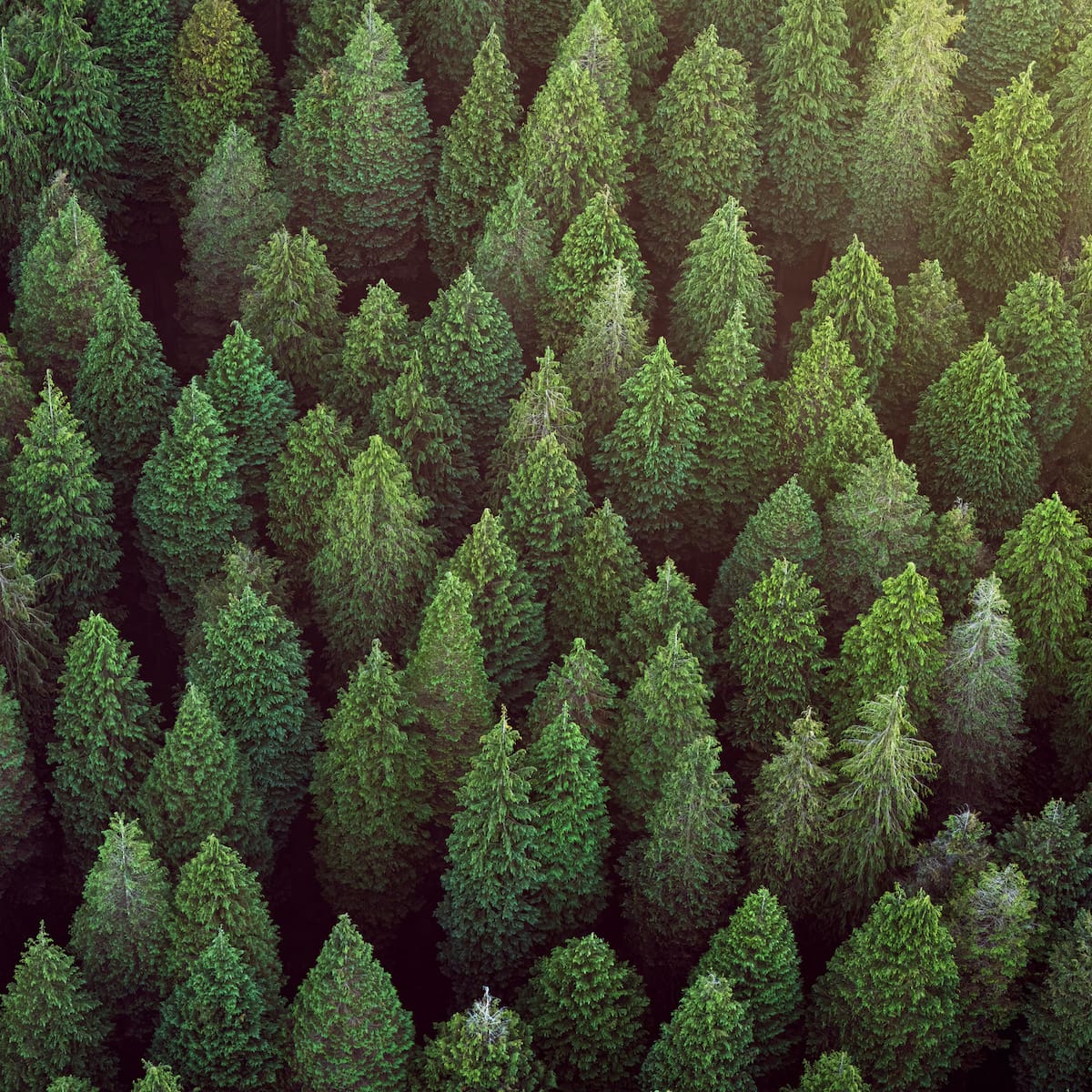 Bosques plantados vs. bosques naturales: por qué no son lo mismo aunque lo parezcan
