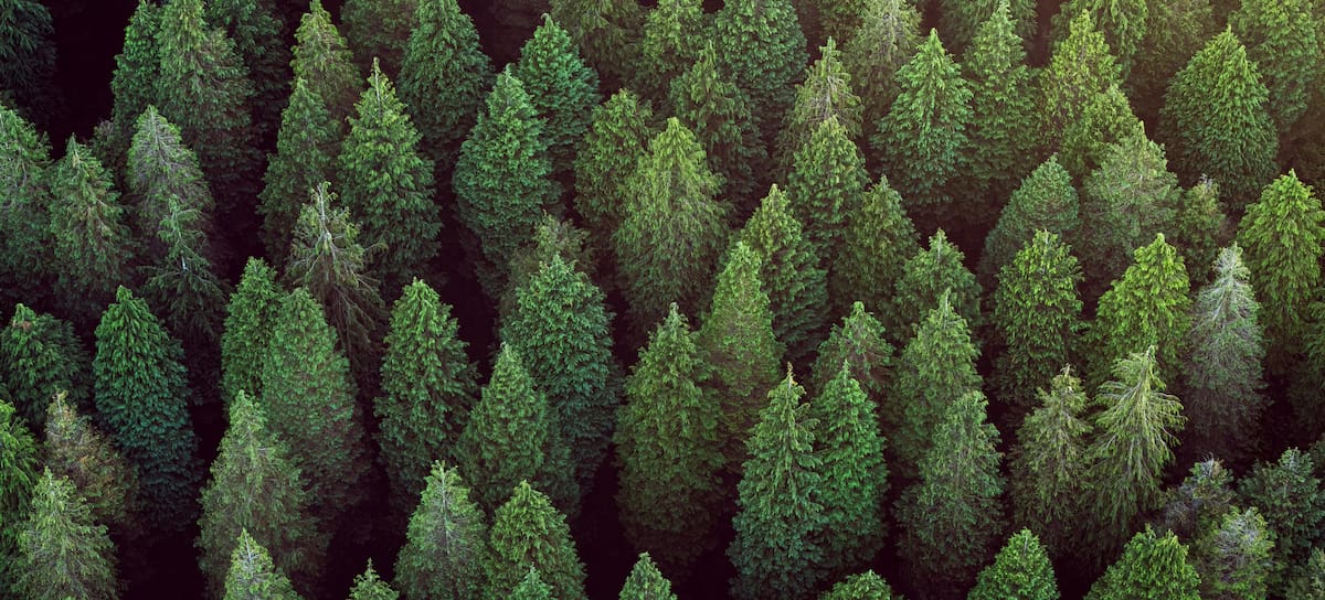 Los bosques juegan un papel esencial en el equilibrio del planeta.