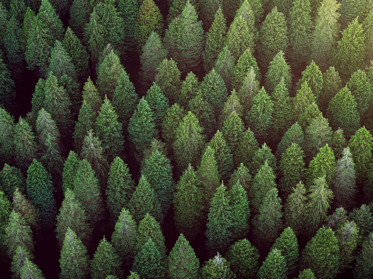 Bosques plantados vs. bosques naturales: por qué no son lo mismo aunque lo parezcan