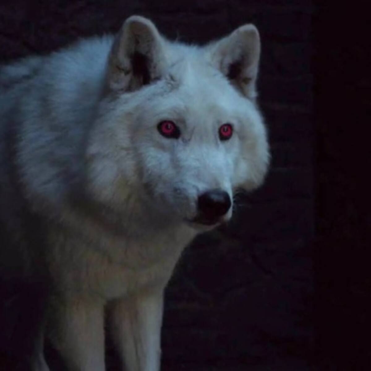 ¡Confirmado! El lobo de Jon Snow volverá para la octava temporada de GOT