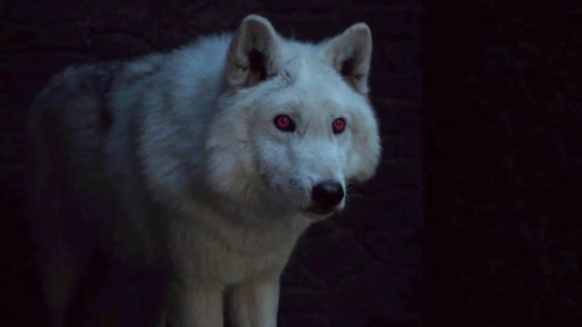 ¡Confirmado! El lobo de Jon Snow volverá para la octava temporada de GOT