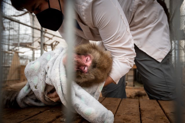 El equipo humano del Santuario se desvive para que los monos tengan la mejor vida posible