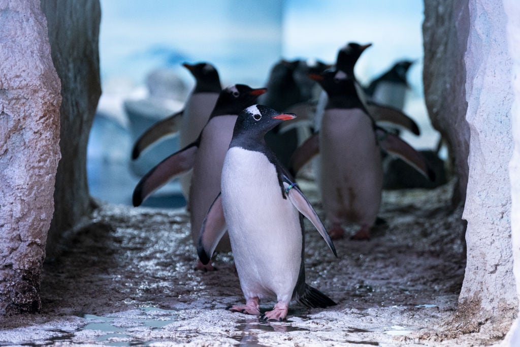 Los pingüinos se enfrentan a múltiples situaciones para sobrevivir, como por ejemplo el cambio climático y la sobrepesca