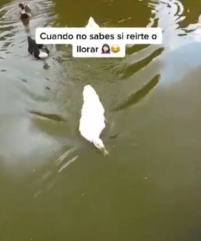 Viral: Pato se come rana recién liberada