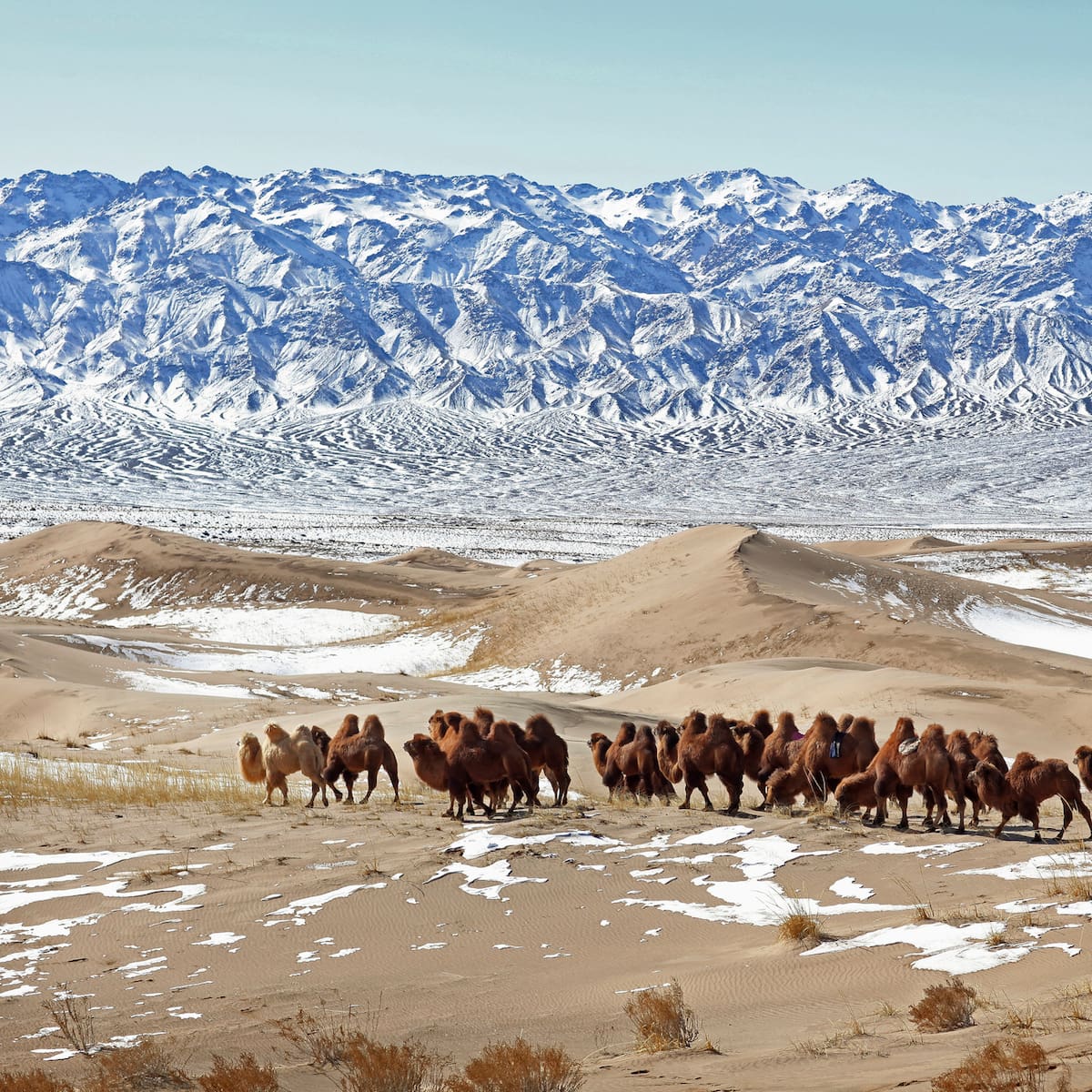 La COP sobre desertificación de Mongolia en la que España también se la juega
