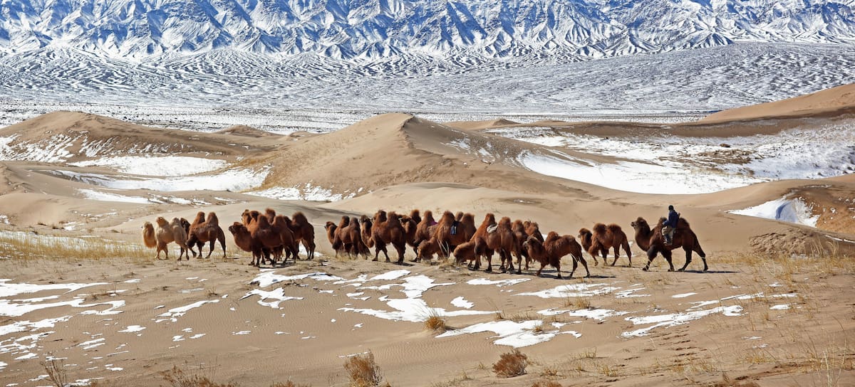 Una camada de camellos bactrianos en el desierto del Gobi, en Mongolia.