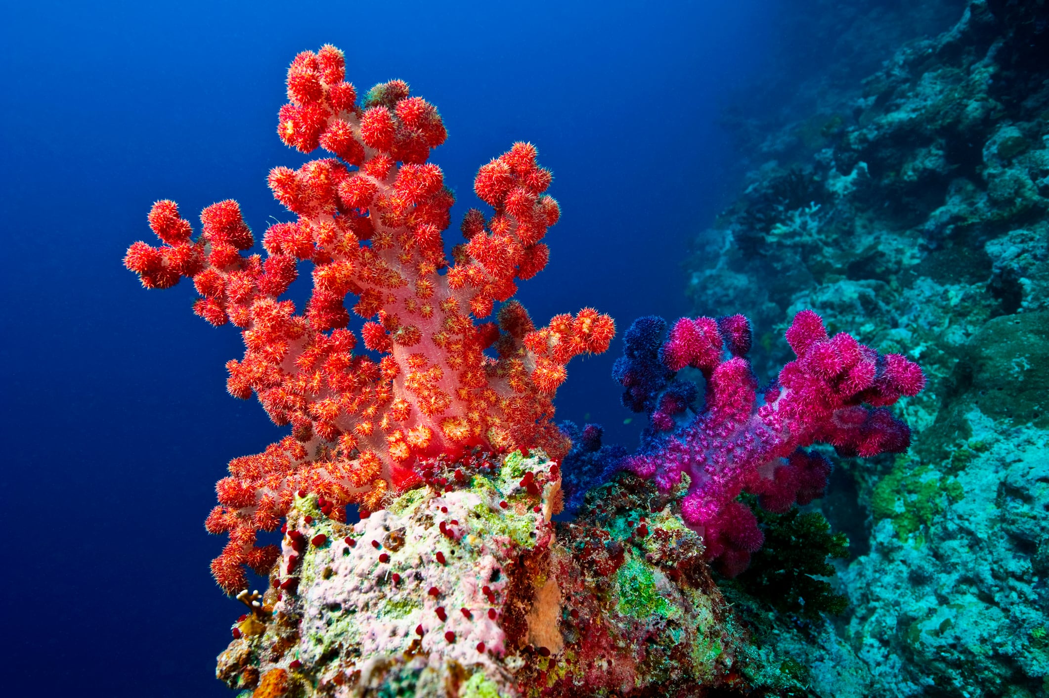 Los arrecifes de coral están gravemente amenazados.