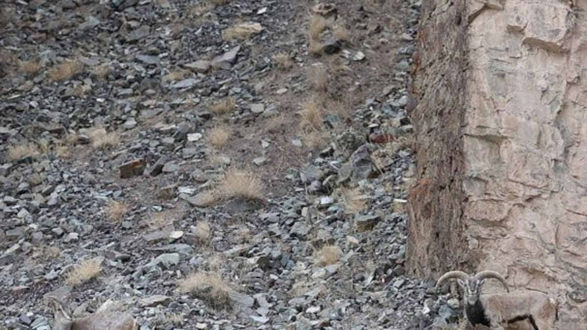 Nadie puede encontrar al leopardo oculto en esta imagen