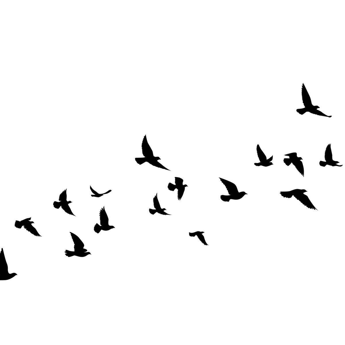 Las aves cada vez son más pequeñas: este es el motivo