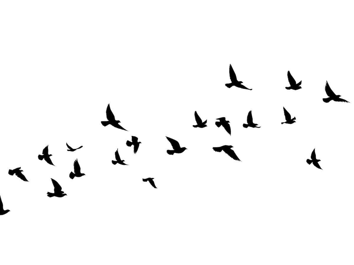 Las aves cada vez son más pequeñas: este es el motivo