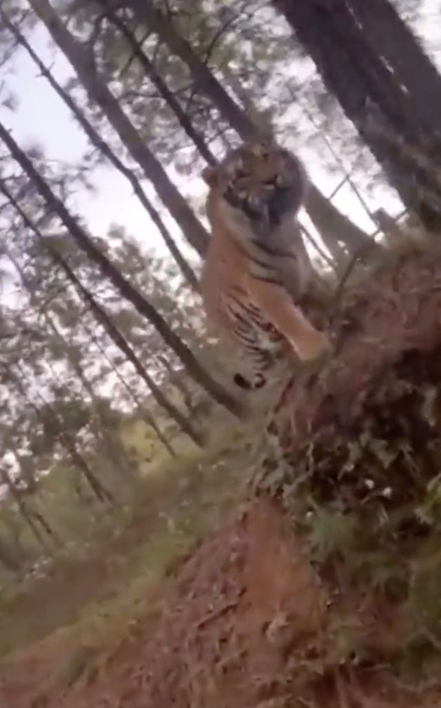 Captan a tigre de bengala deambulando por carretera de Jalisco