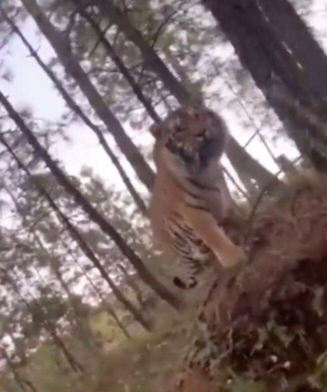 Captan a tigre de bengala deambulando por carretera de Jalisco