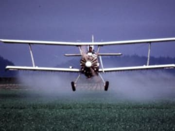 Neonicotinoides: los insecticidas tóxicos que acaban en tu plato