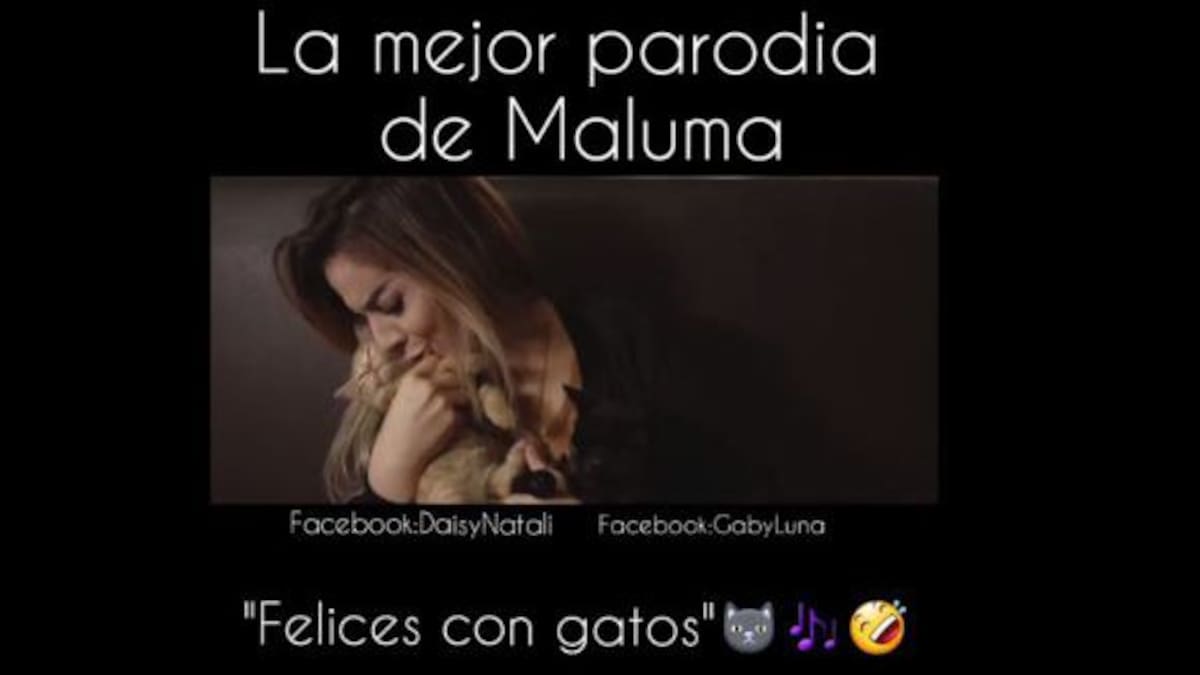 “Felices con Gatos”, la parodia del tema de Maluma
