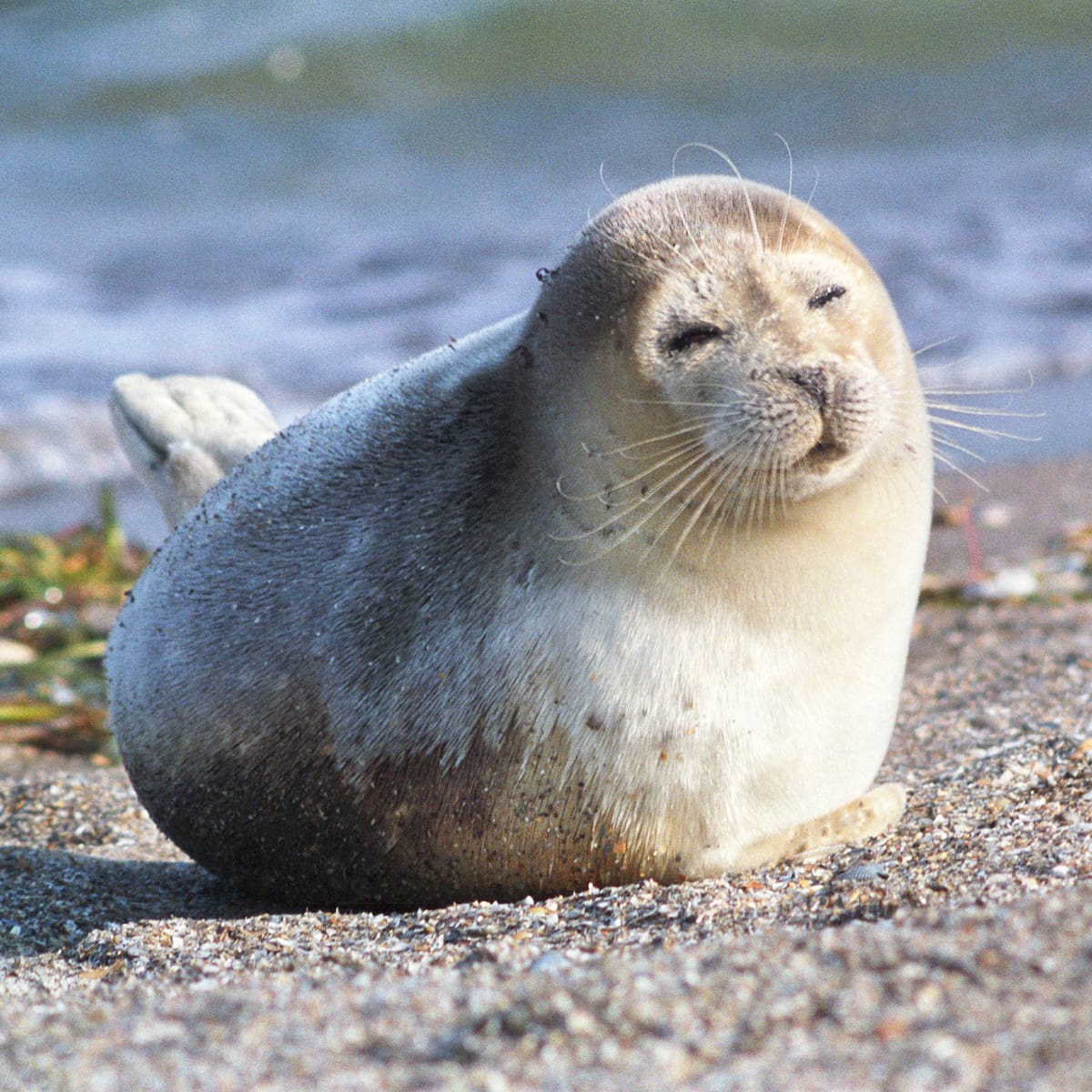 El misterio de las 100 focas muertas en el Mar Caspio