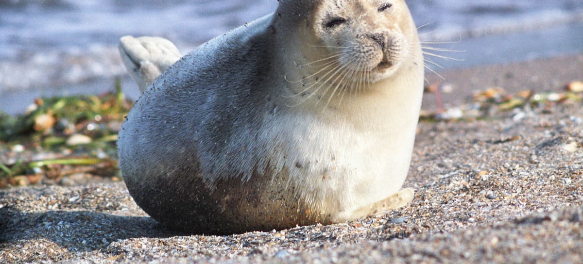 Una cría de foca del mar Caspio.