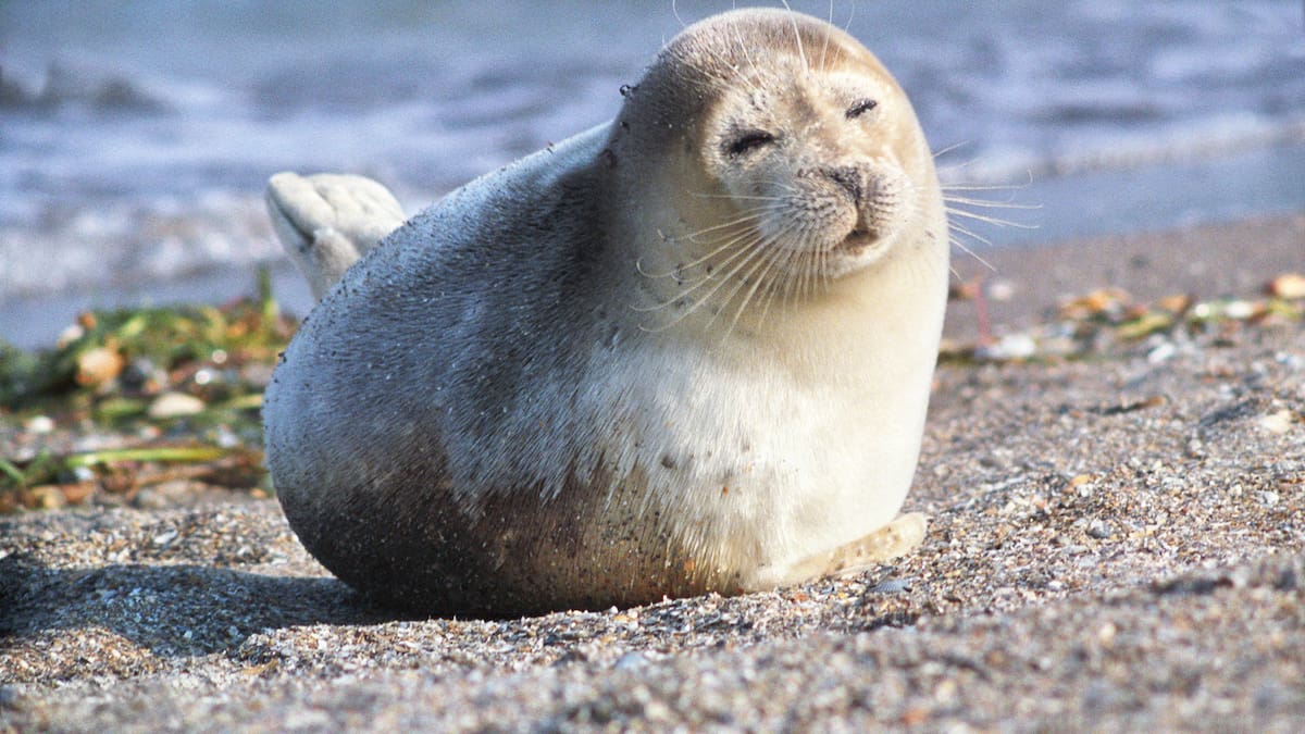 El misterio de las 100 focas muertas en el Mar Caspio