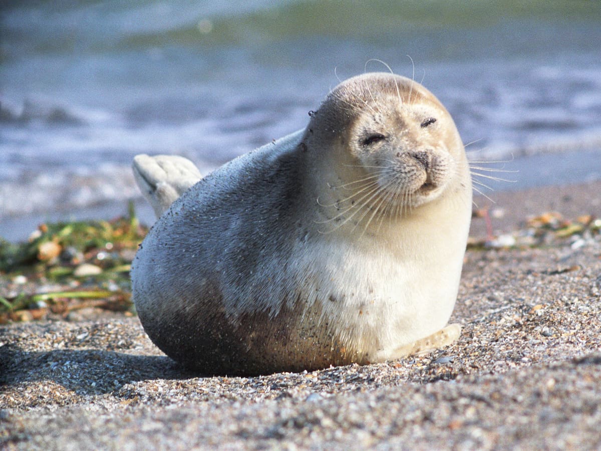 El misterio de las 100 focas muertas en el Mar Caspio
